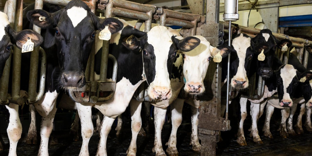 How the Messy Process of Milking Cows Can Spread Bird Flu