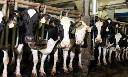 How the Messy Process of Milking Cows Can Spread Bird Flu