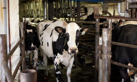 Agriculture Department to Require Testing of U.S. Milk Supply for Bird Flu Virus