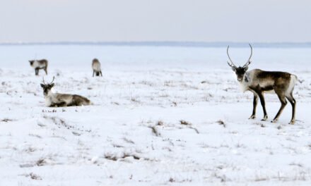 Biden Administration Creates Final Limits for Oil Drillers in Alaska