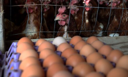 Is Bird Flu the Only Reason Egg Prices Are Soaring?