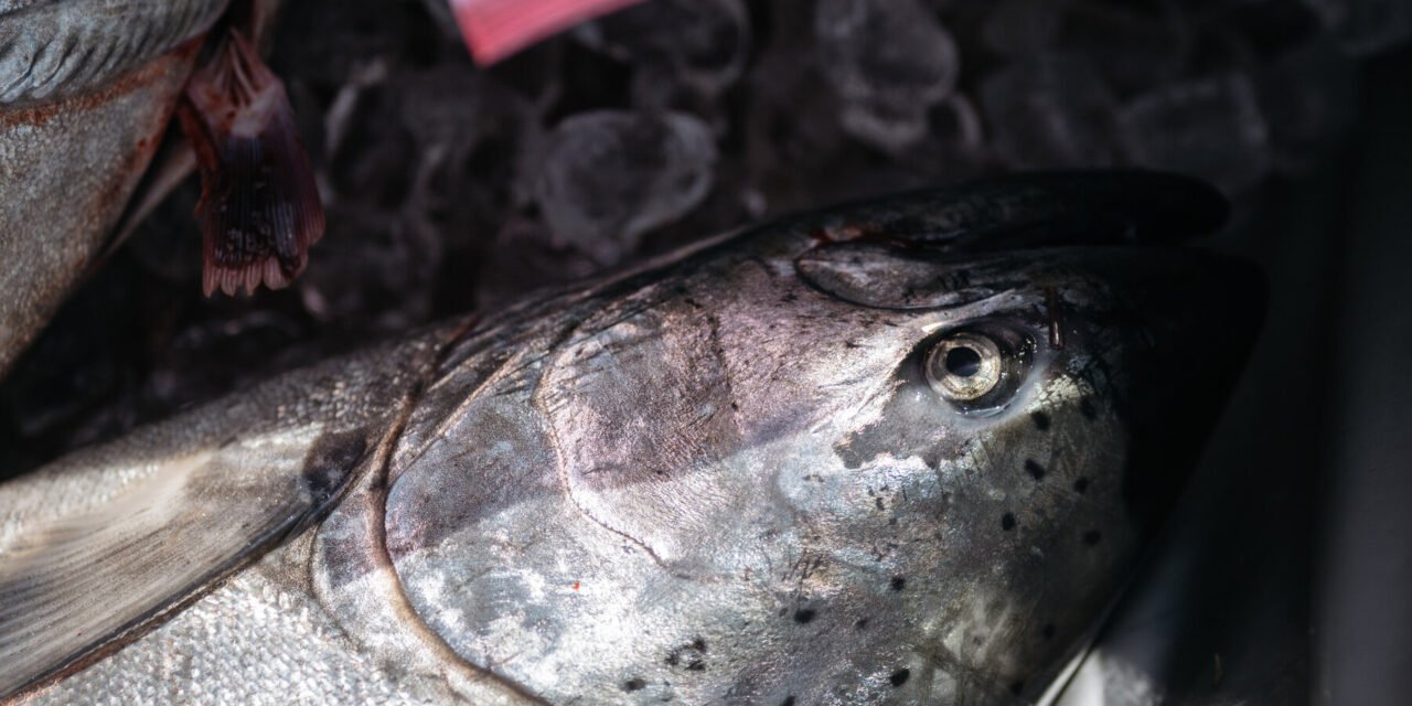 NOAA Staffing Cuts Threaten Years of Salmon Harvests