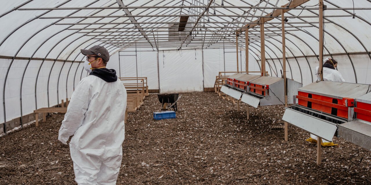U.S. Cancels Contract With Moderna to Develop Bird Flu Vaccine