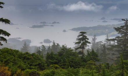 Trump Administration to End Protections for 58 Million Acres of National Forests