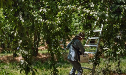 Trump Fuels Fear Among Immigrant Farm Workers in California’s Central Valley