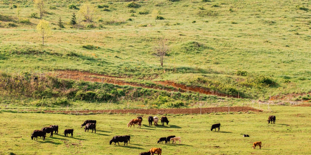 Why Beef Prices Have Hit a Record