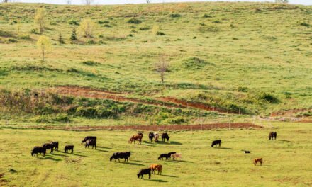 Why Beef Prices Have Hit a Record