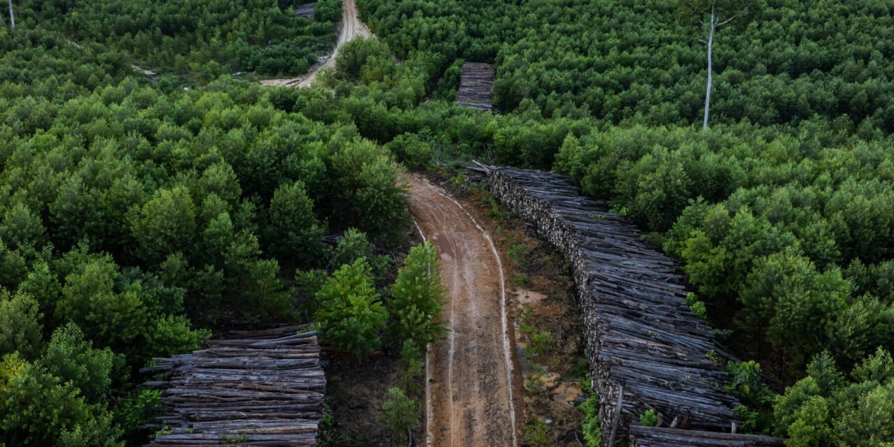 The Rainforests Being Cleared to Build Your R.V.