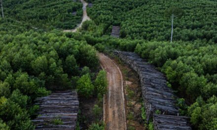 The Rainforests Being Cleared to Build Your R.V.