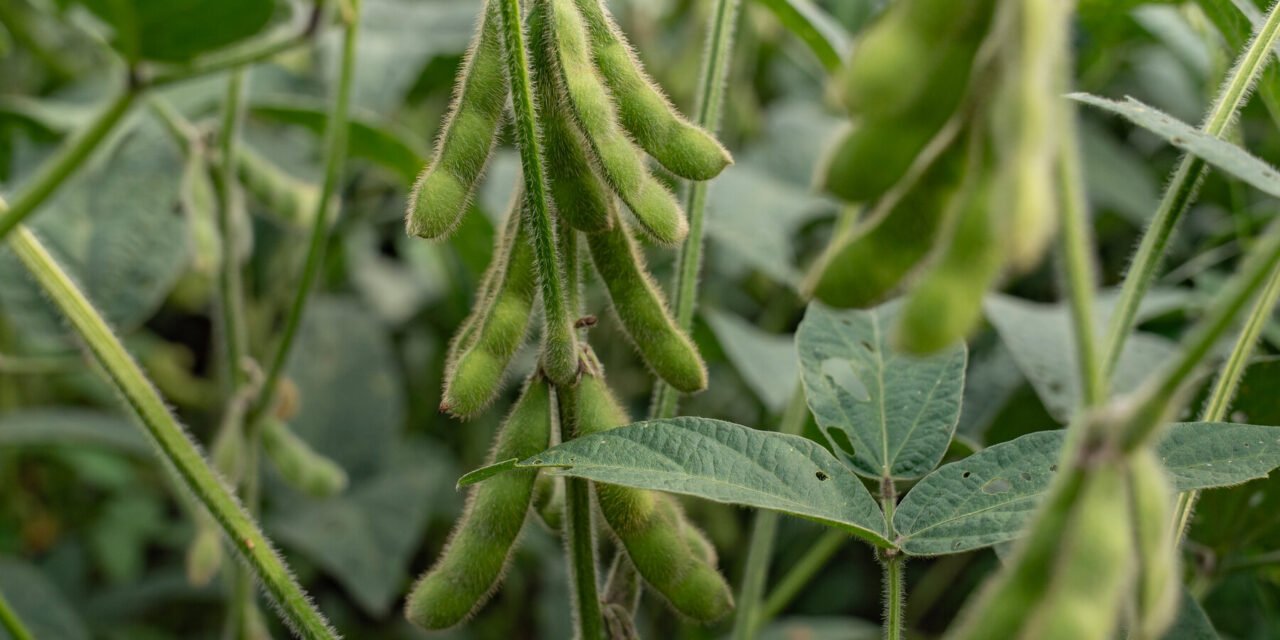In Tariff Standoff With Trump, China Boycotts American Soybeans