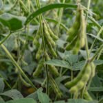 In Tariff Standoff With Trump, China Boycotts American Soybeans