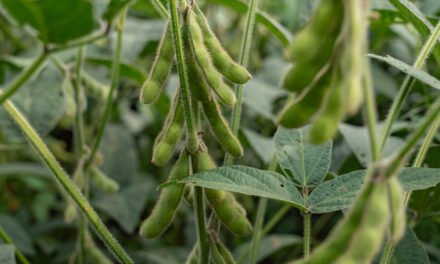 In Tariff Standoff With Trump, China Boycotts American Soybeans