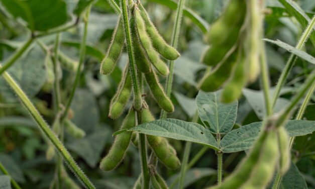 In Tariff Standoff With Trump, China Boycotts American Soybeans